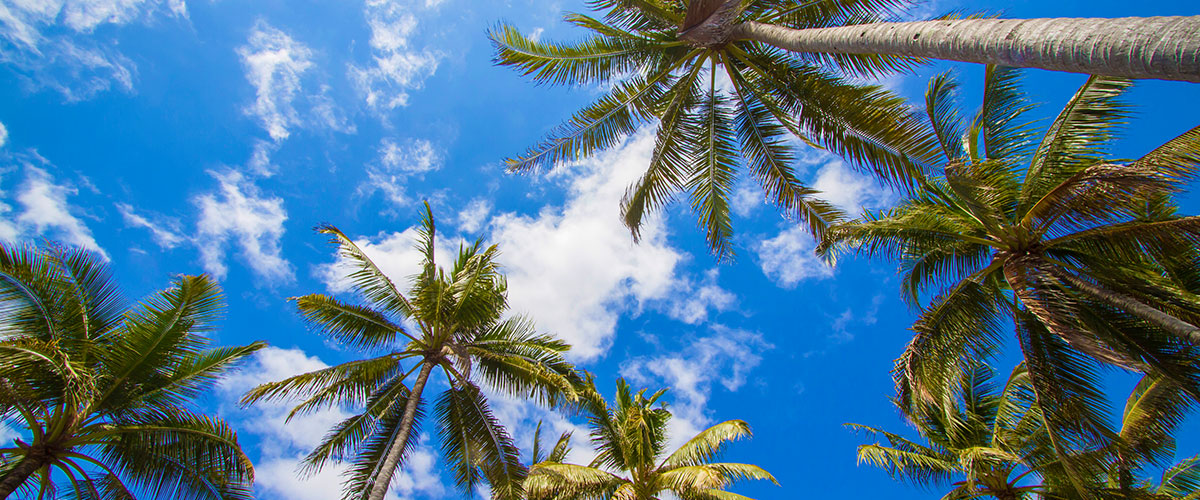 Palmen Strand Himmel Tor zur Seele